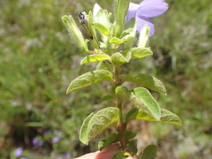 Barleria obtusa
