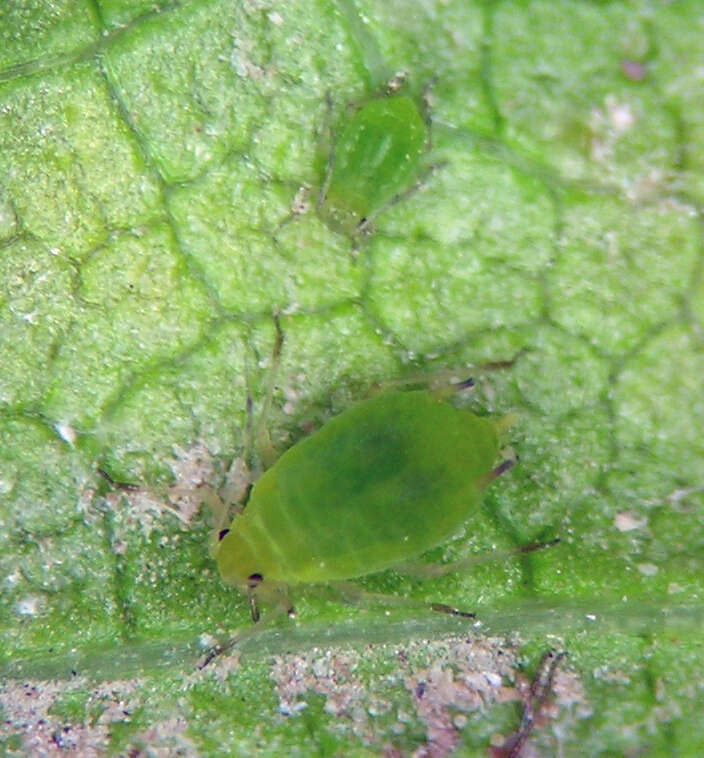 Melon Aphid (Hemiptera (bugs, aphids and hoppers) of the British Indian