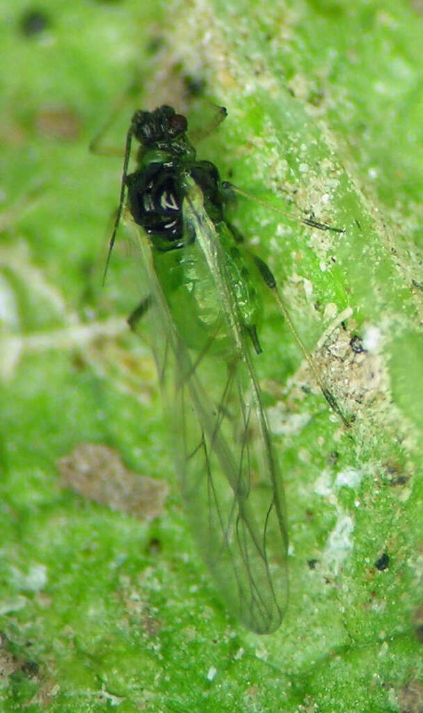 Melon Aphid (Hemiptera (bugs, aphids and hoppers) of the British Indian