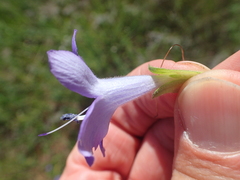 Barleria obtusa
