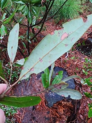 Persea borbonia
