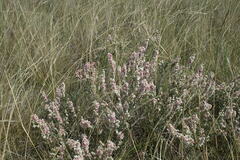 Atraphaxis frutescens