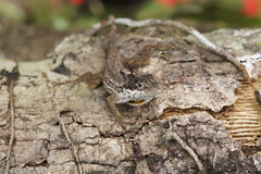 Anolis ortonii