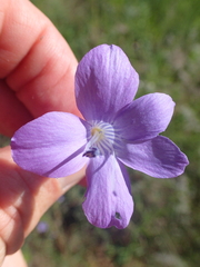 Barleria obtusa