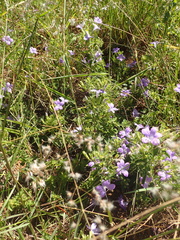 Barleria obtusa