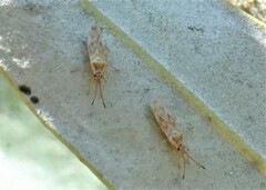 Plerochila australis