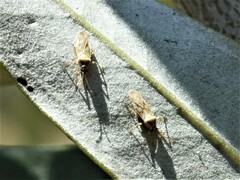 Plerochila australis