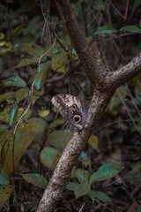 Caligo telamonius memnon