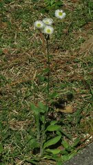 Erigeron philadelphicus