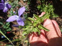 Barleria obtusa