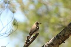 Muscicapa striata