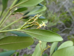 Alstonia deplanchei