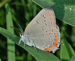 Satyrium acadica
