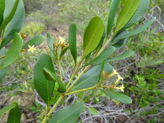 Alstonia deplanchei