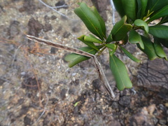 Alstonia deplanchei