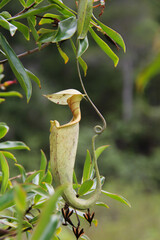 Nepenthes rafflesiana