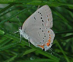 Satyrium acadica