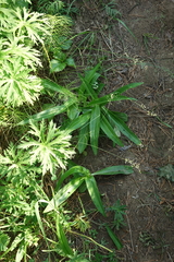 Gentiana macrophylla