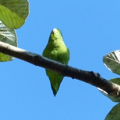 Forpus xanthopterygius