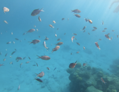 Azurina multilineata