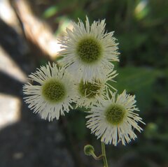 Erigeron philadelphicus