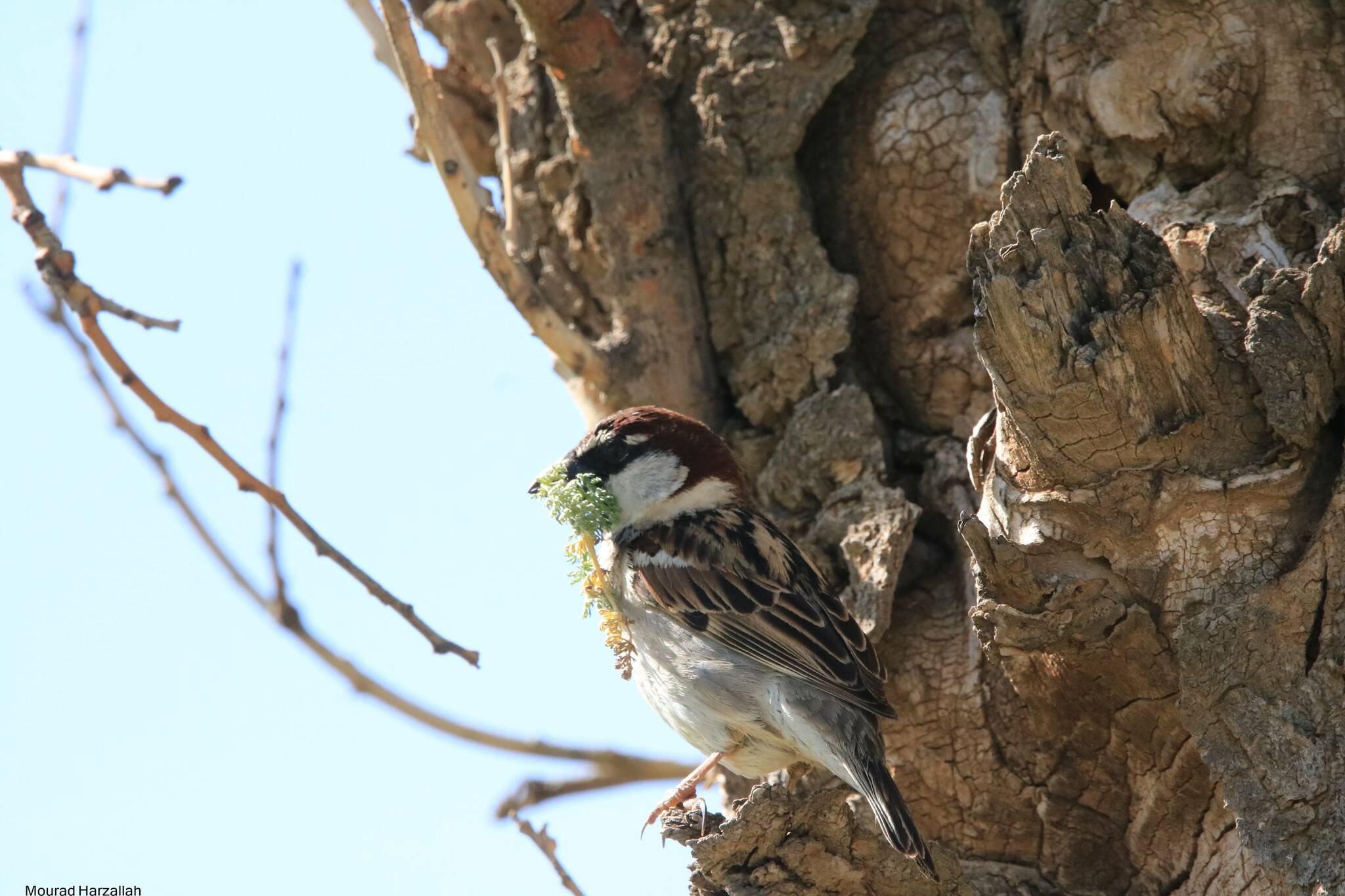 Spanish Sparrow