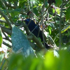 Cyanoloxia brissonii