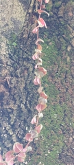 Persicaria capitata
