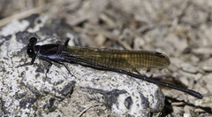 Argia tezpi
