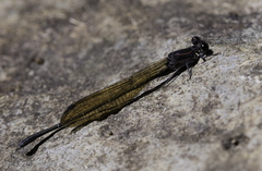 Argia tezpi