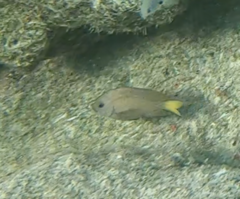 Microspathodon chrysurus