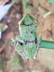 Boana rufitela