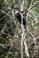 Callithrix jacchus × penicillata