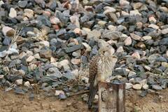 Falco tinnunculus