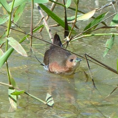 Laterallus melanophaius