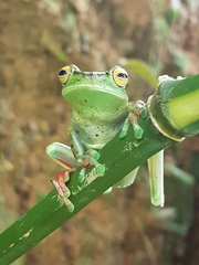 Boana rufitela