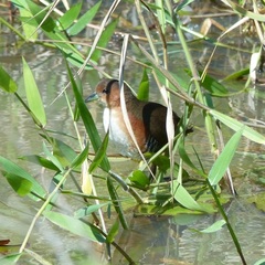 Laterallus melanophaius