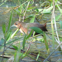 Laterallus melanophaius