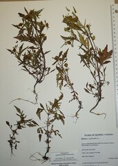 Bidens heterodoxa
