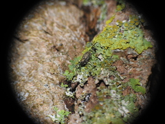 Dorytomus longimanus