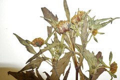 Bidens heterodoxa