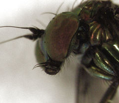 Parentia schlingeri