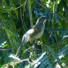 Saltator similis