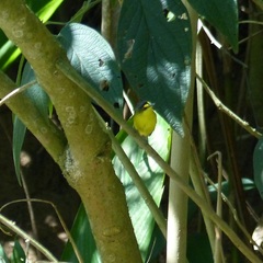 Todirostrum poliocephalum