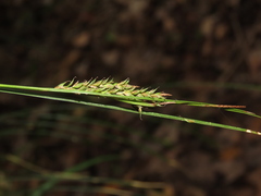 Carex brunnea