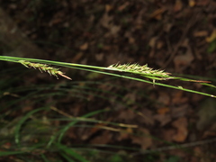 Carex brunnea