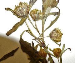 Bidens heterodoxa