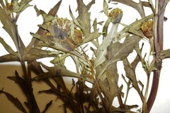 Bidens heterodoxa