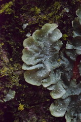 Punctelia subrudecta