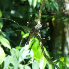 Knipolegus cyanirostris
